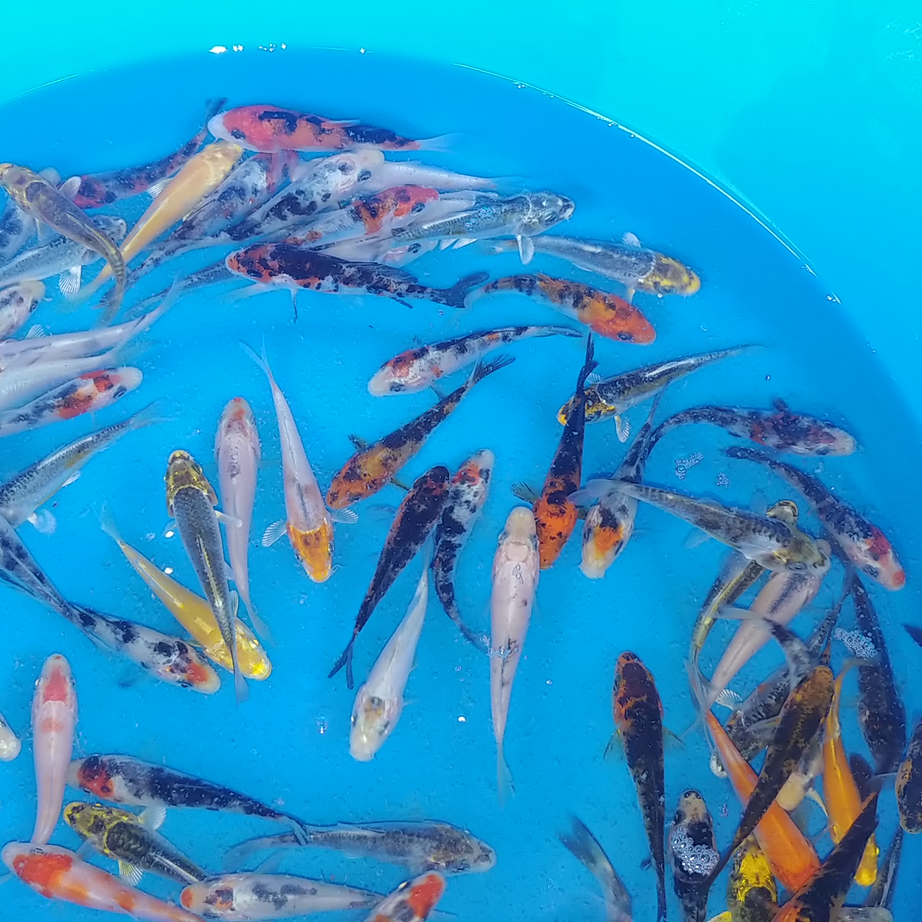 Standard Grade Assorted Koi Fish (2"-3" In Size) - Wholesale Koi Farm