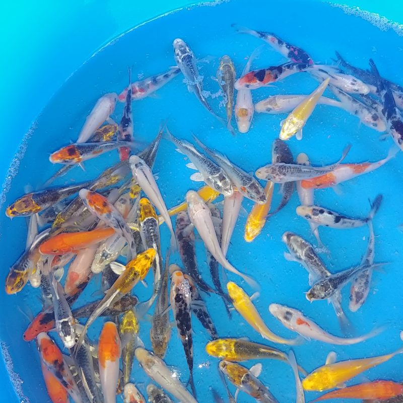 Standard Grade Assorted Koi Fish (2"-3" In Size) - Wholesale Koi Farm