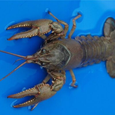 Live Crayfish (Crawfish) - Koi Fish for Sale In California - Orconectes ...