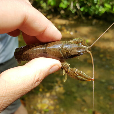 Live Crayfish (Crawfish) - Koi Fish for Sale In California - Orconectes ...